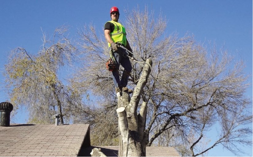 How professional arborist service can help you to keep the road safe