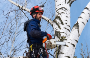 How professional arborist service can help you to keep the road safe