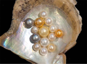 Conflicts That Goes amongst Customers While Choosing Freshwater or Akoya Pearls