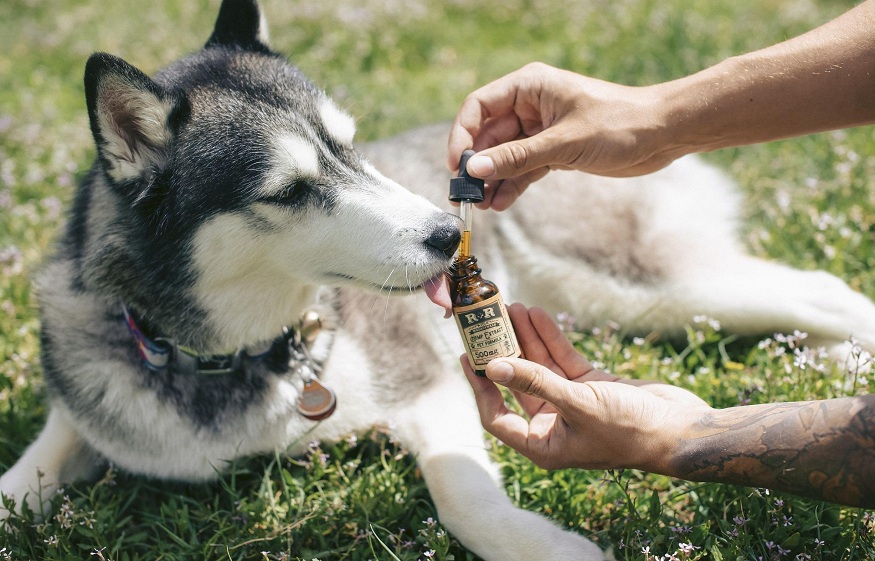 CBD for pets, how it Can Help Pets and Their Ownersx