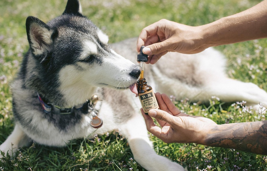 CBD for pets, how it Can Help Pets and Their Owners