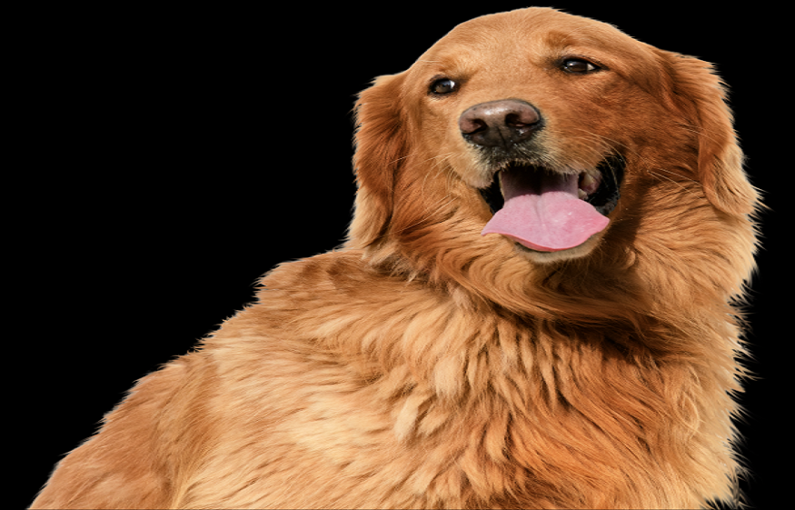 pooper scooper service Henderson